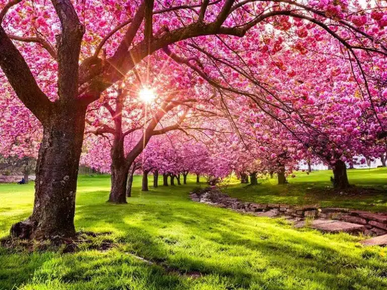 10 Tips for Buying Property in Spring: A Buyer’s Agent’s Guide