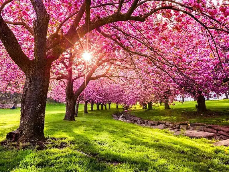 10 Tips for Buying Property in Spring: A Buyer’s Agent’s Guide